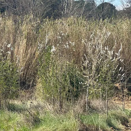 La Petite Chaumière * Bouilhonnac