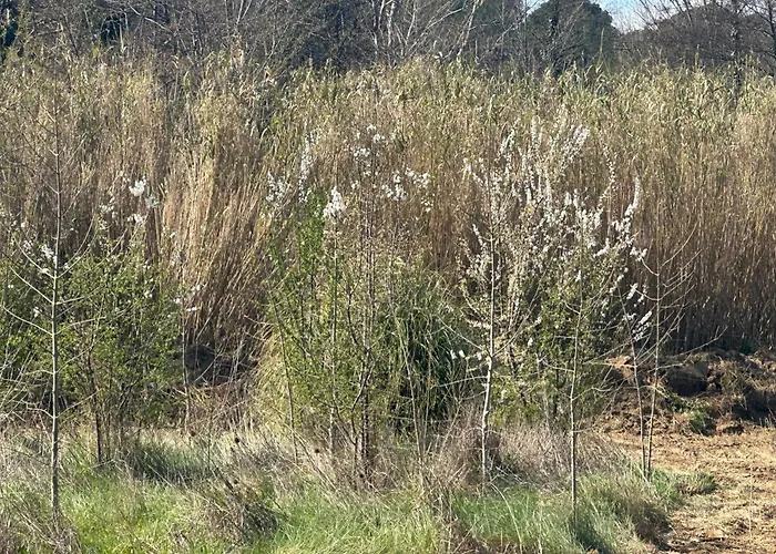 La Petite Chaumiere * Bouilhonnac